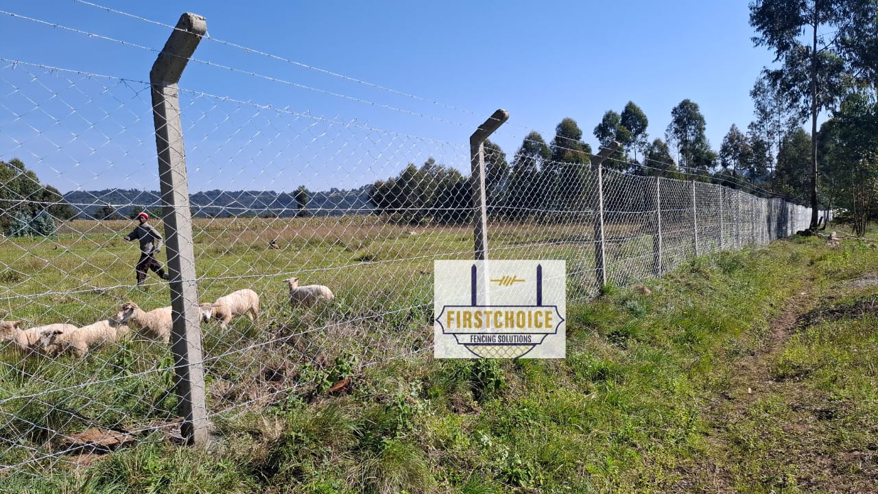 Professional Chain Link Fencing 1 Trusted Expert solution