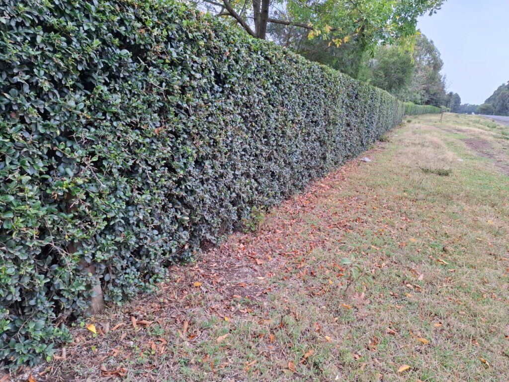 Perfect Fence Hedge Chain Link Fence