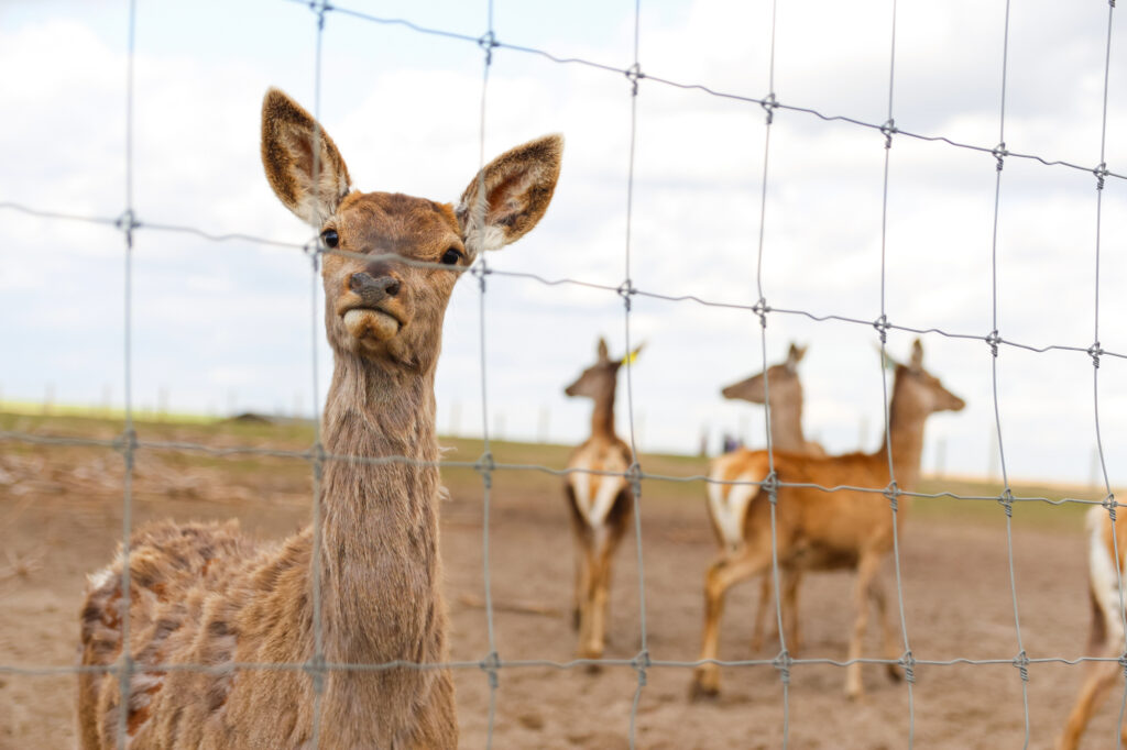 Game & Farm Fencing Services in Kenya